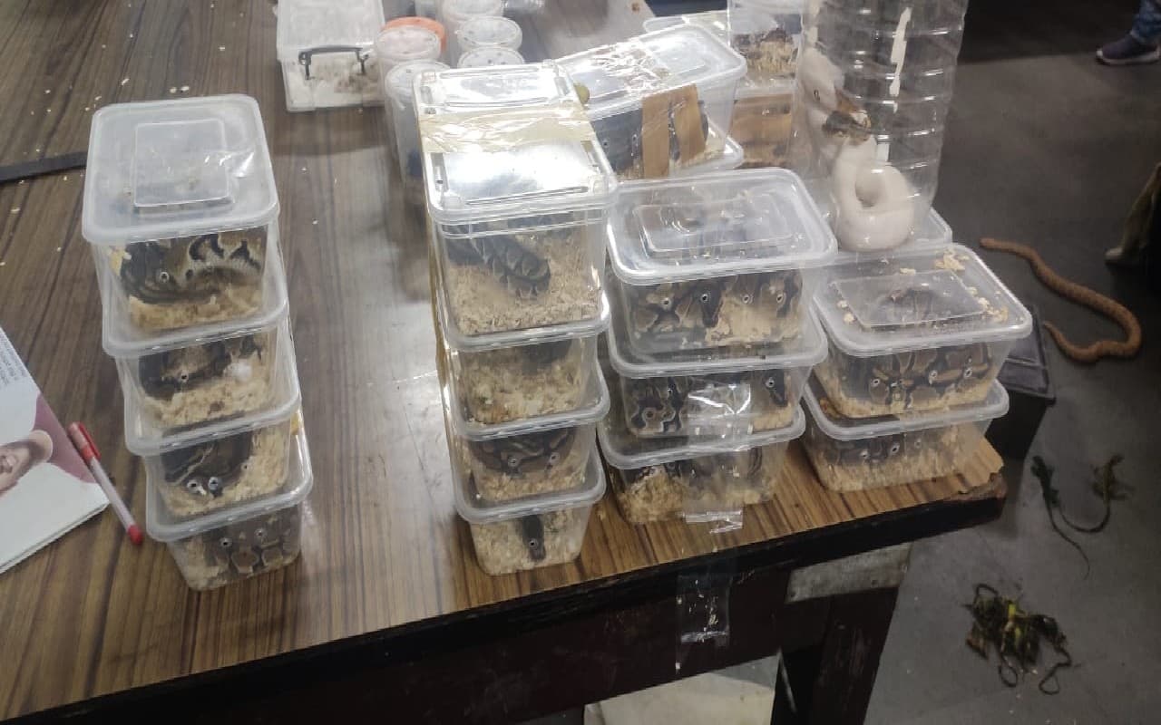 जमशेदपुर के टाटानगर स्टेशन से नागालैंड की महिला गिरफ्तार, प्रतिबंधित प्रजाति के 28 सांप सहित कई जीव बरामद