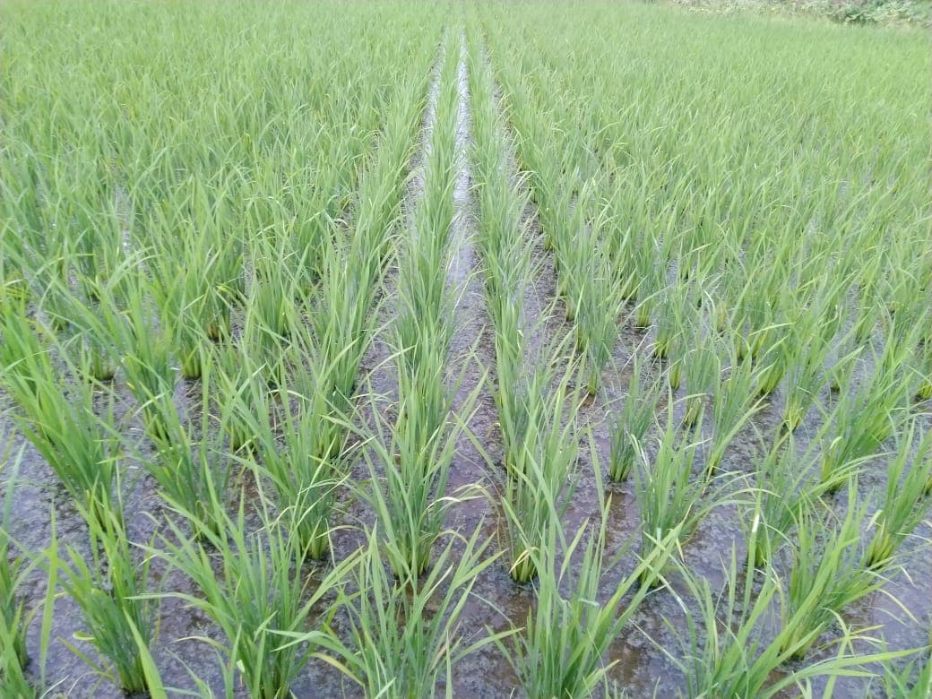 52 हजार हेक्टेयर में हुई धनरोपनी, मक्के की खेती में भी आयी तेजी