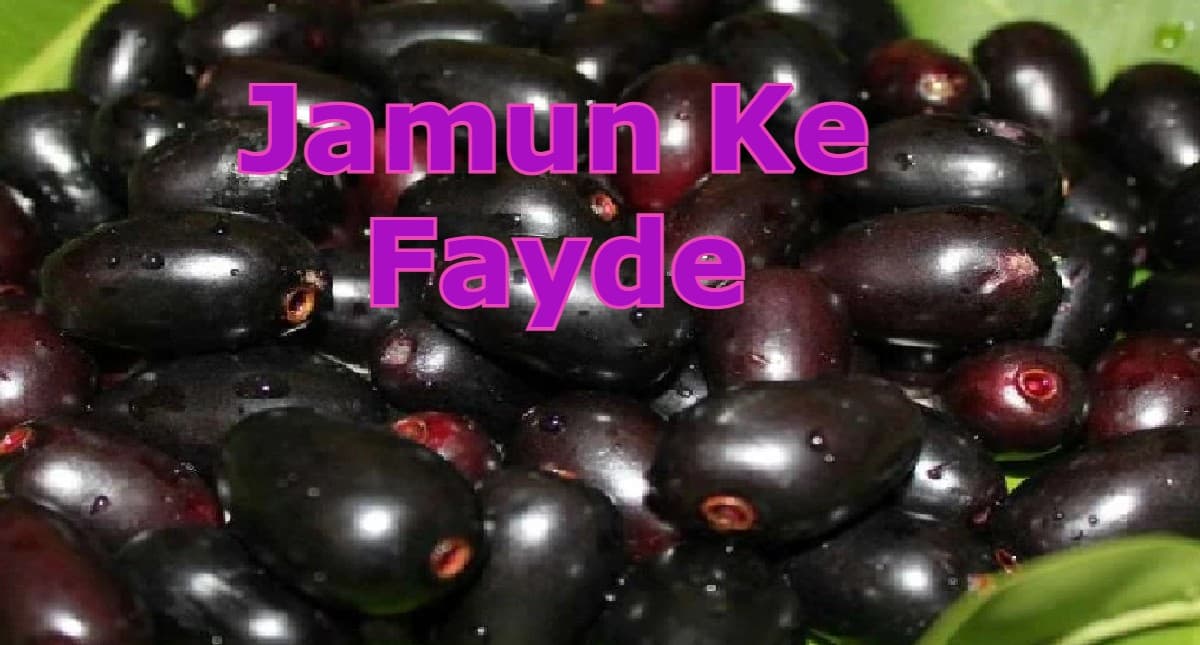 Jamun Ke Fayde: इम्यूनिटी बढ़ाने से लेकर हेल्दी स्किन तक जामुन खाने के हैं अनगिनत फायदे, जानें