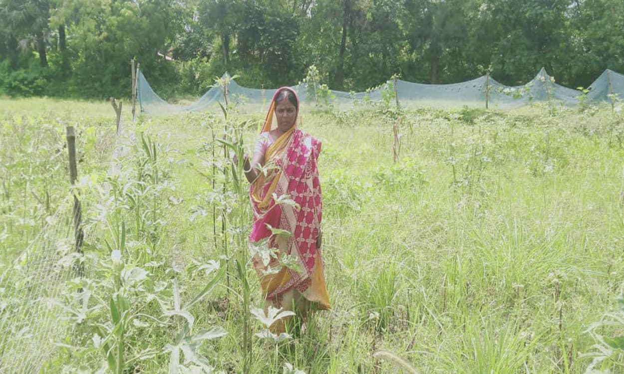 लगातार बारिश से खरीफ फसल की बुआई प्रभावित, खेतों में सड़ रही साग-सब्जी