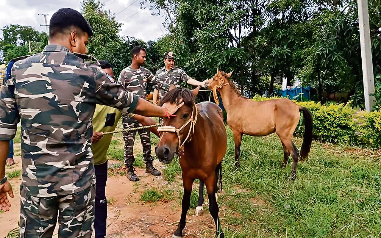 झारखंड STF के जवान नक्सली के घोड़े पर लेंगे ट्रेनिंग, जानें क्या है पुलिस की Planning