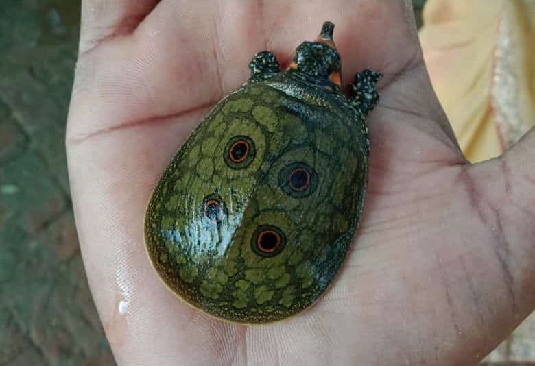 वाराणसी में मारकंडेय महादेव के पास ढाका में मिला दुर्लभ कछुआ बना चर्चा का विषय, प्रजाति की होगी जांच