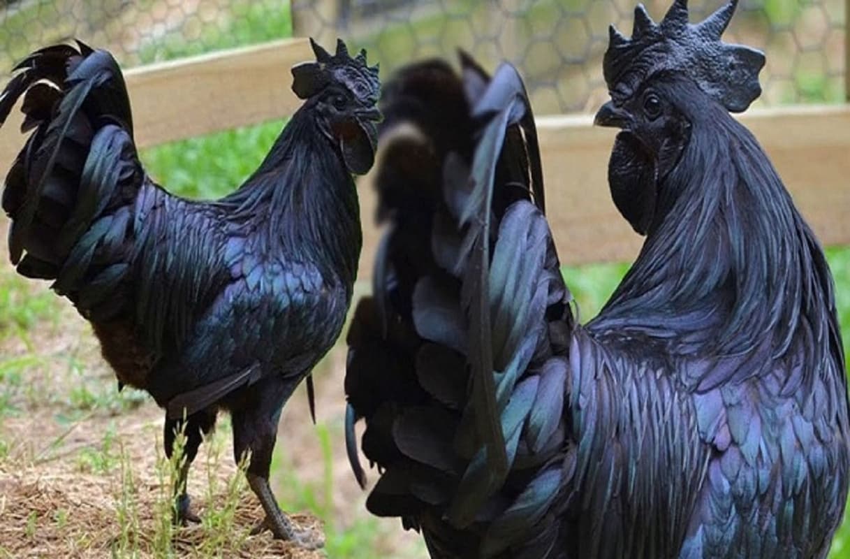 झाबुआ के कड़कनाथ मुर्गा की झारखंड में नहीं है डिमांड, चिकन के शौकीनों को नहीं भाता इसका स्वाद