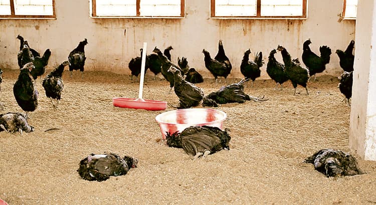 चुनाव से पहले मध्य प्रदेश में बढ़ गई कड़कनाथ की मांग, महेंद्र सिंह धोनी के फार्म हाउस में है ये खास मुर्गा