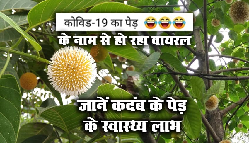 औषधीय गुणों से भरपूर Kadamba Tree, कोविड-19 पेड़ के नाम से हो रहा वायरल, जानें इसके 15 स्वास्थ्य लाभों के बारे में