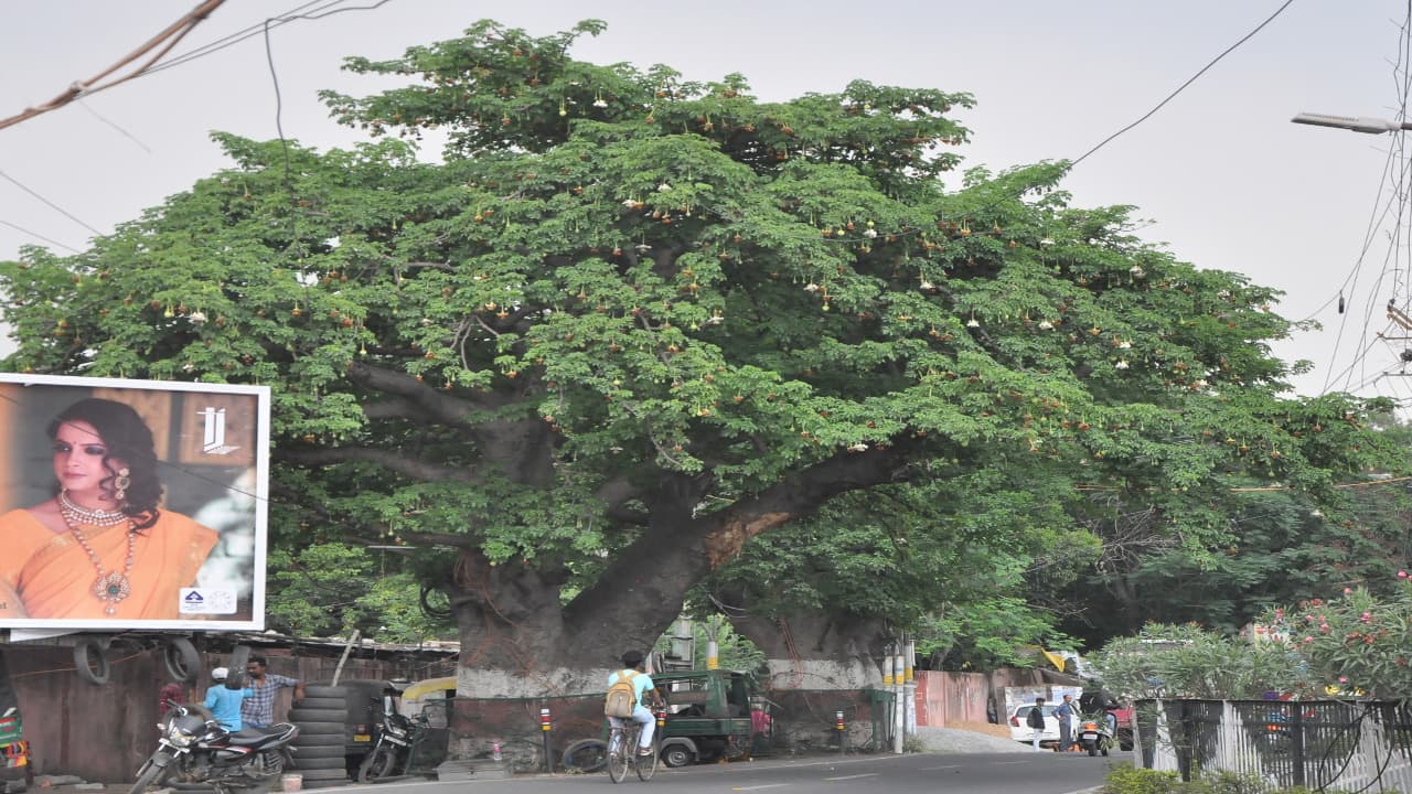 प्रभात खबर इंपैक्ट : रांची के डोरंडा में कल्पतरू पेड़ों की होगी सुरक्षा, प्रमंडलीय आयुक्त ने लिया संज्ञान