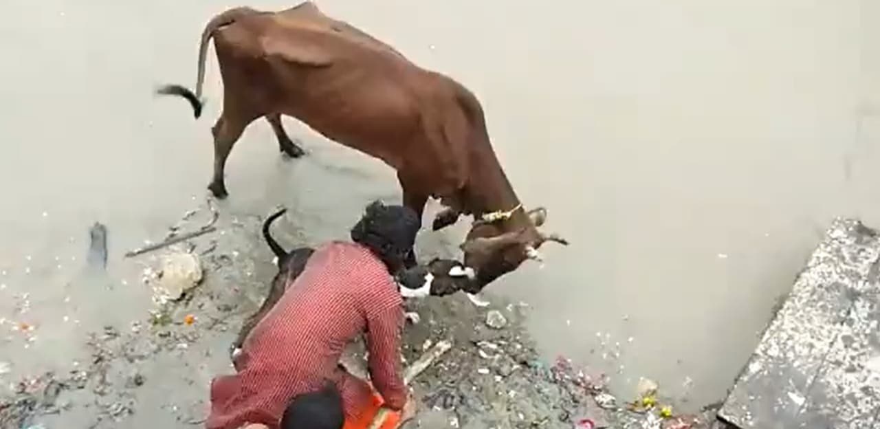 Viral Video: कानपुर में पिटबुल ने गाय पर किया हमला, गाय के जबड़े को दांत से छुड़ाने में मालिक हुआ बेहाल
