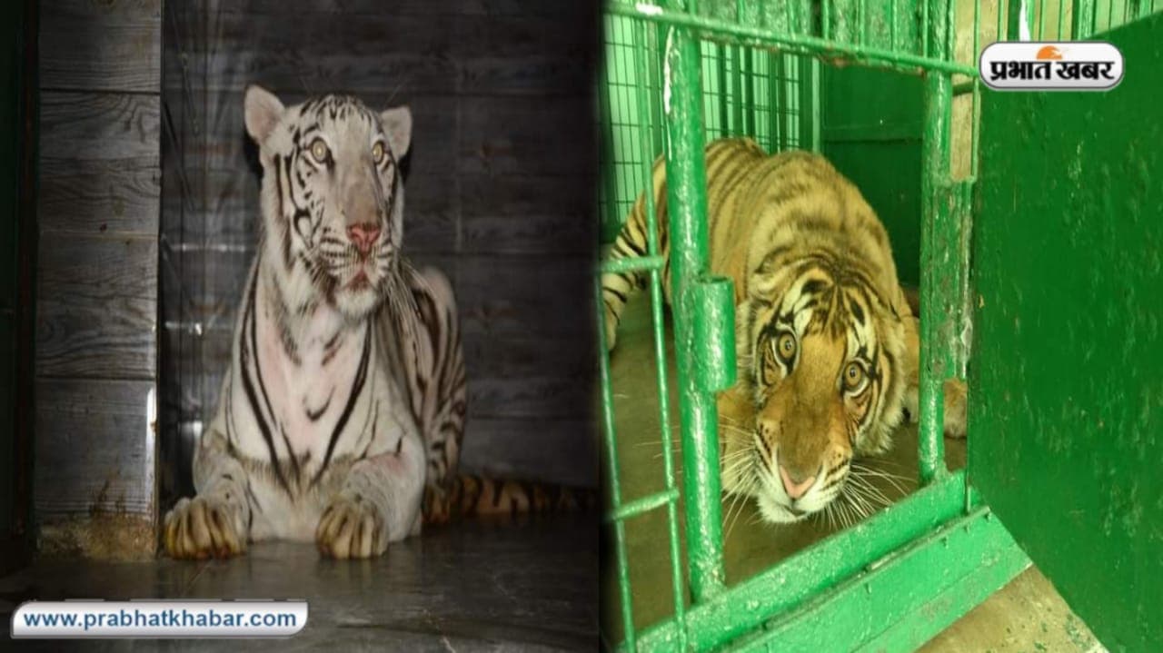 कानपुर प्राणि उद्यान: दुर्गा और लूना बढ़ाएंगी बाघों का वंश, आठ सालों से नहीं जन्मा शावक, जल्द हो सकता है दीदार