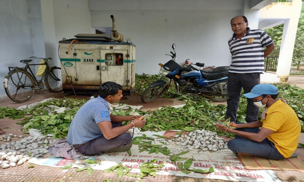 तसर बीज उत्पादन का गढ़ है कोल्हान, जानिए सरकार ने इस साल पैदावार का क्या तय किया है लक्ष्य