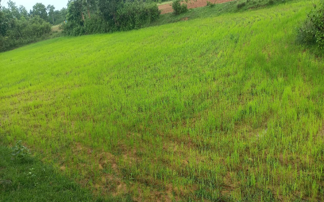 झारखंड : बारिश के अभाव में सूख रहे कोल्हान के खेत, सुखाड़ घोषित करने की उठने लगी मांग झारखंड : बारिश के अभाव में सूख रहे कोल्हान के खेत, सुखाड़ घोषित करने की उठने लगी मांग