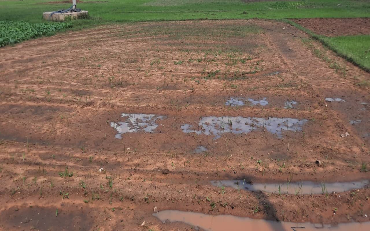 चतरा के इटखोरी में मौसम की मार से सब्जियों समेत दलहन-तेलहन की पैदावार प्रभावित, आपकी थाली पर पड़ेगा असर