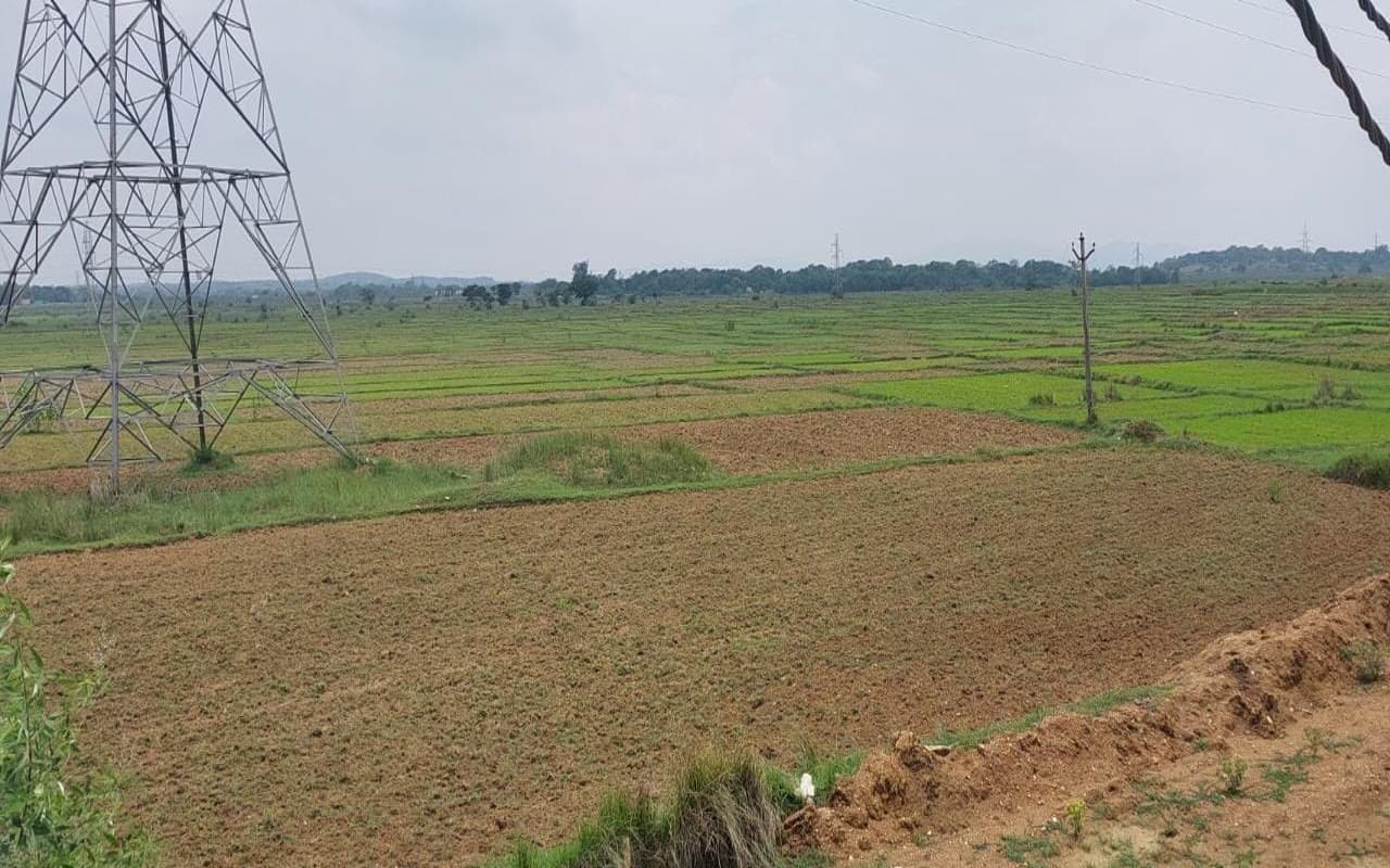 झारखंड : मानसून की बेरुखी ने किसानों की बढ़ाई चिंता, सरायकेला-खरसावां के खेतों में सूखने लगे धान के बिचड़े