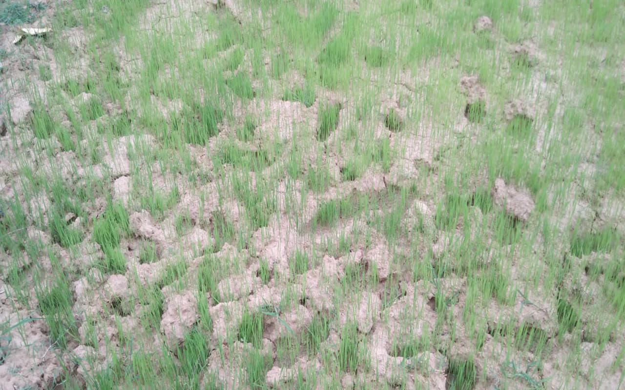 झारखंड : कोडरमा में बारिश नहीं होने से किसान परेशान, खेतों में पड़ने लगी दरार