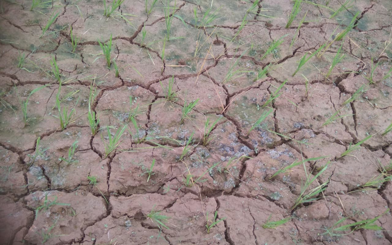 झारखंड में मानसून ने दी दस्तक, पर पश्चिमी सिंहभूम में कम बारिश से खेतों में पड़ने लगे दरार, किसान परेशान