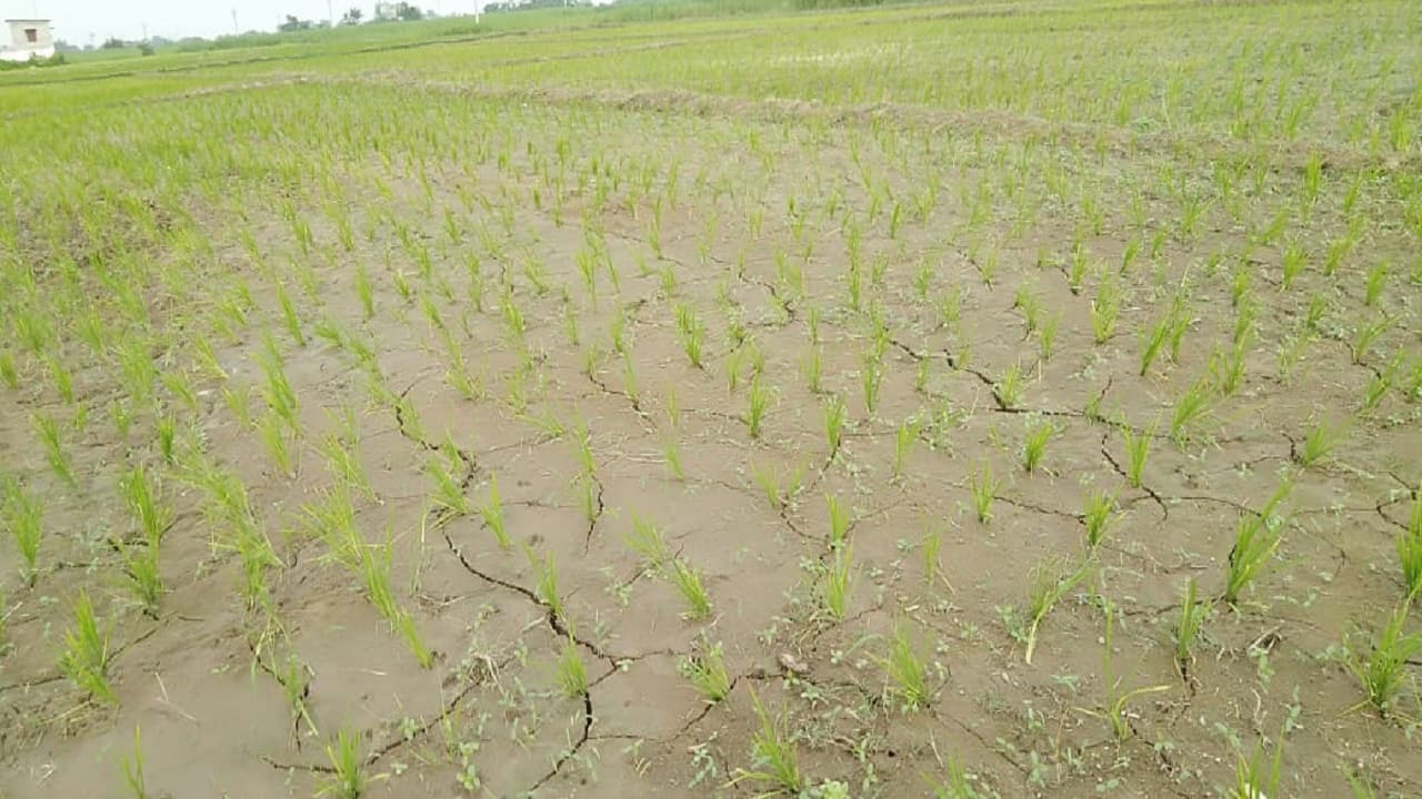 भारत नेपाल सीमा पर पटवन नहीं मिलने से सूखे सैकड़ों एकड़ खेत, समझौता करने गए तो नेपाल ने रख दी बड़ी शर्त..