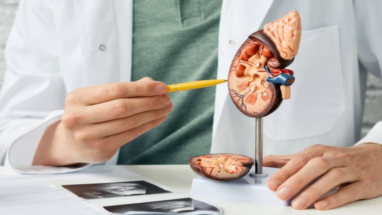 किडनी कैंसर के इलाज की विधि में एक साल के दौरान नहीं आया है कोई बदलाव, जानें क्या कहते हैं विशेषज्ञ