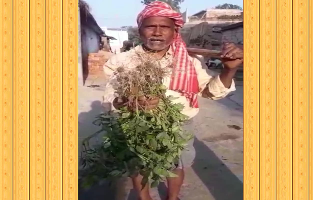 खेती के बाद भी आलू में नहीं निकला कंद, घटिया बीज ने किसानों की बढ़ाई मुश्किलें