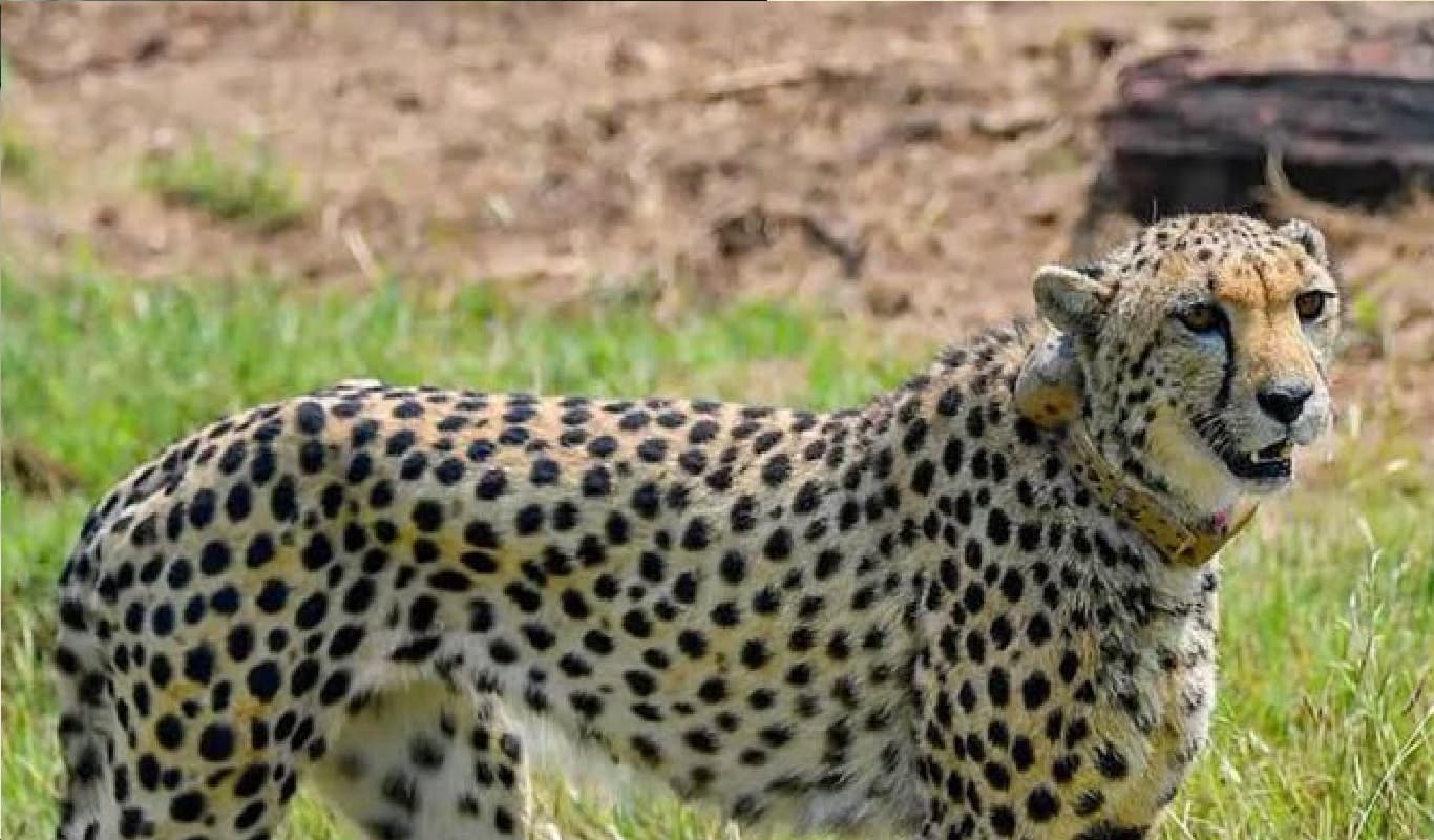 Kuno National Park: दक्षिण अफ्रीका से लाये गये एक और चीते की मौत, घंटों बेहोश रहने के बाद 'तेजस' ने तोड़ा दम