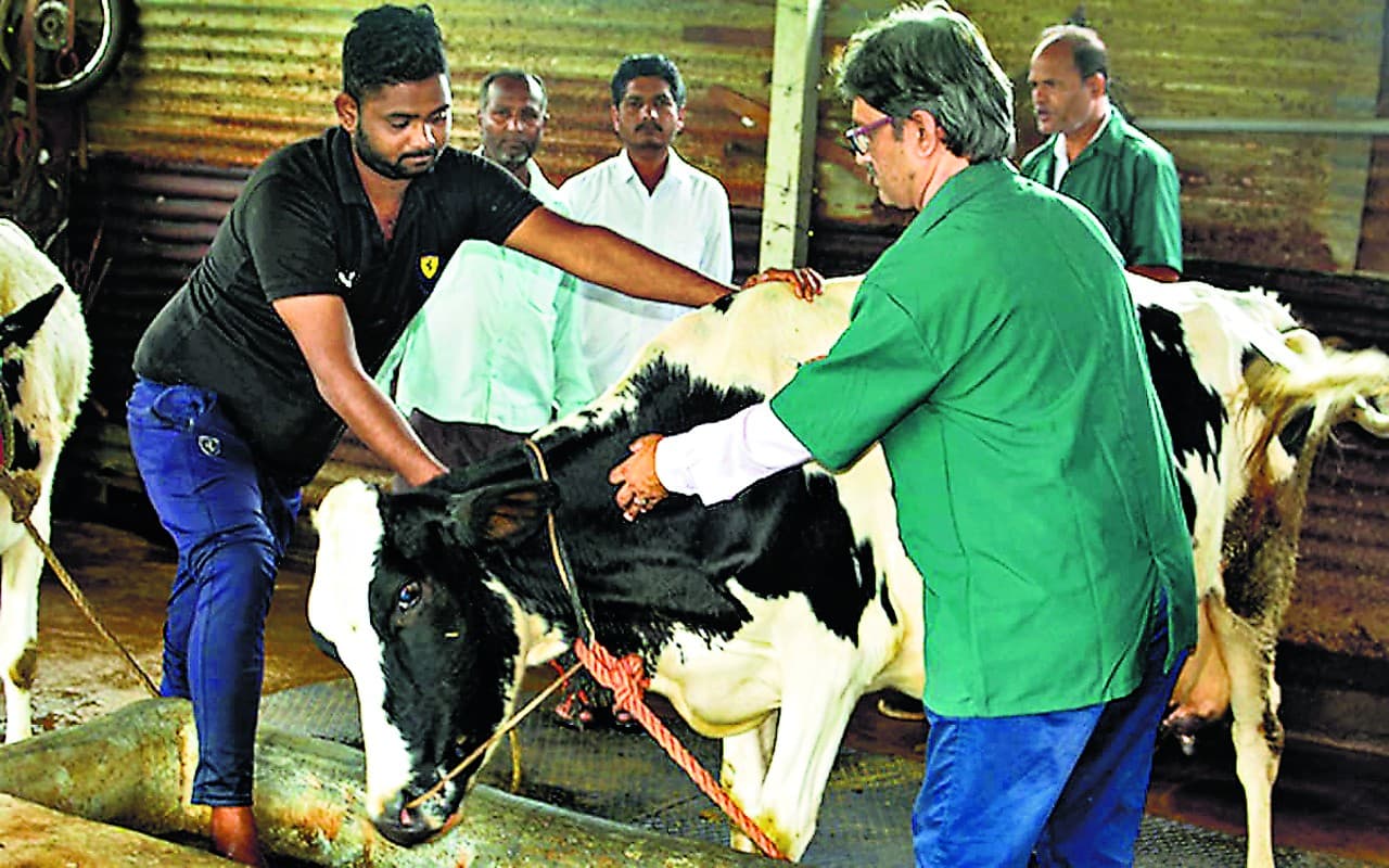 Lumpy Skin Disease: लंपी रोग दुधारू पशुओं के लिए बना संकट, जानें इसके लक्षण और बचाव के उपाय