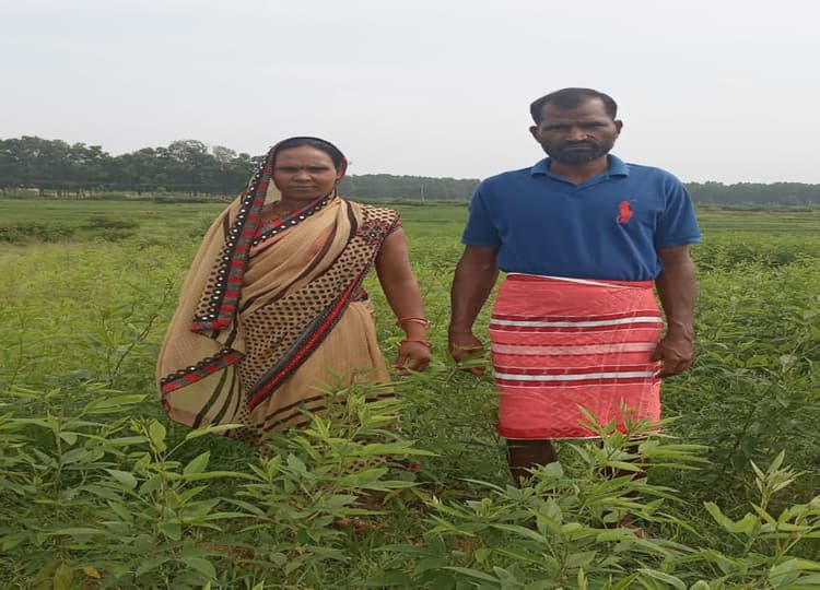 Crops in jharkhand : झारखंड में किसानों को मौसम ने दिया साथ, ठंड कम पड़ने से तेलहन और दलहन की हुई अच्छी खेती