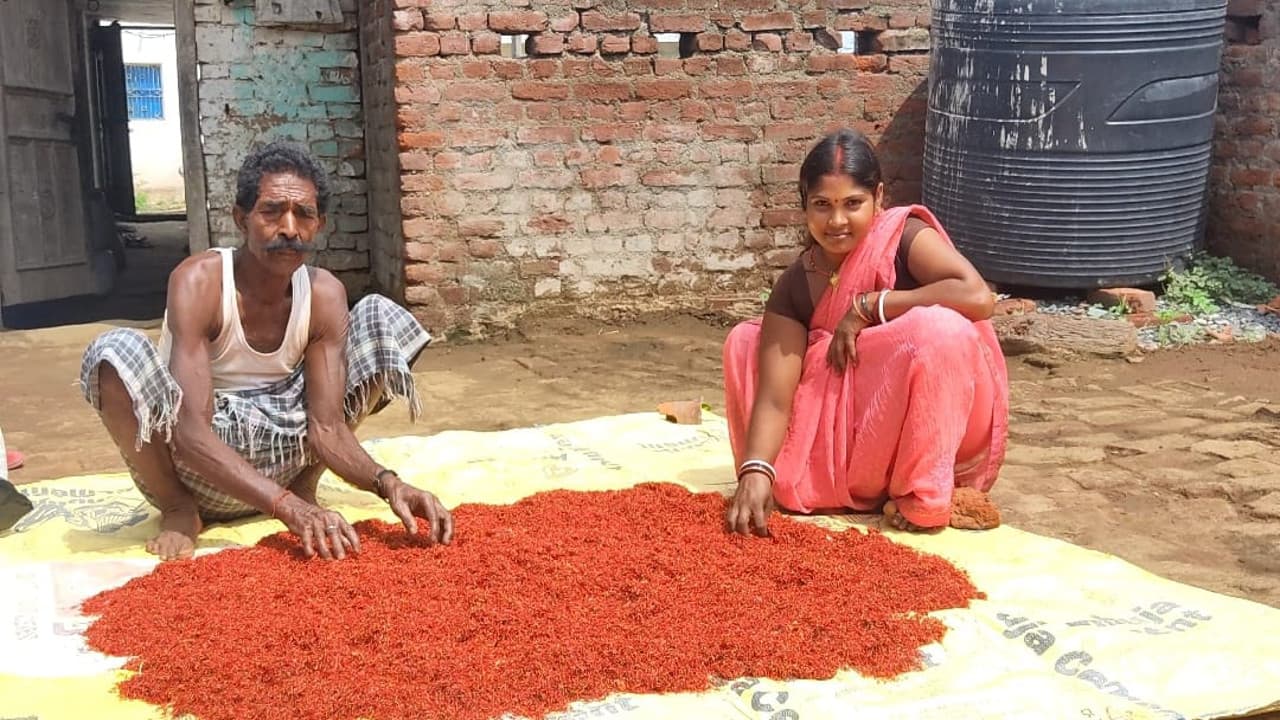 केसर की खुशबू से महक उठा रामगढ़ का गोला क्षेत्र, ललिता ने इसकी खेती कर सबको चौंकाया
