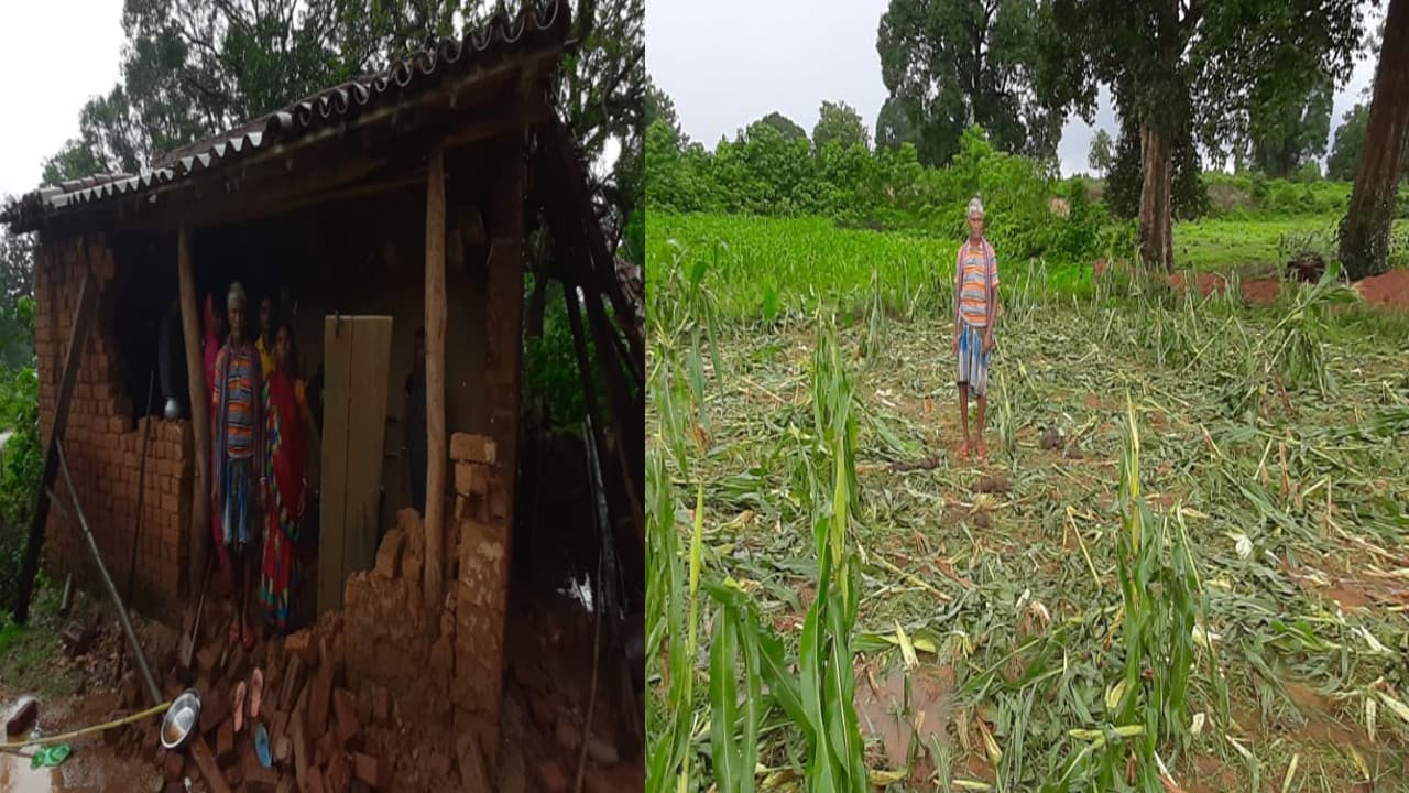 बोकारो के बलिया में हाथियों का उत्पात, आधा दर्जन घरों को किया क्षतिग्रस्त, फसलों को रौंदा