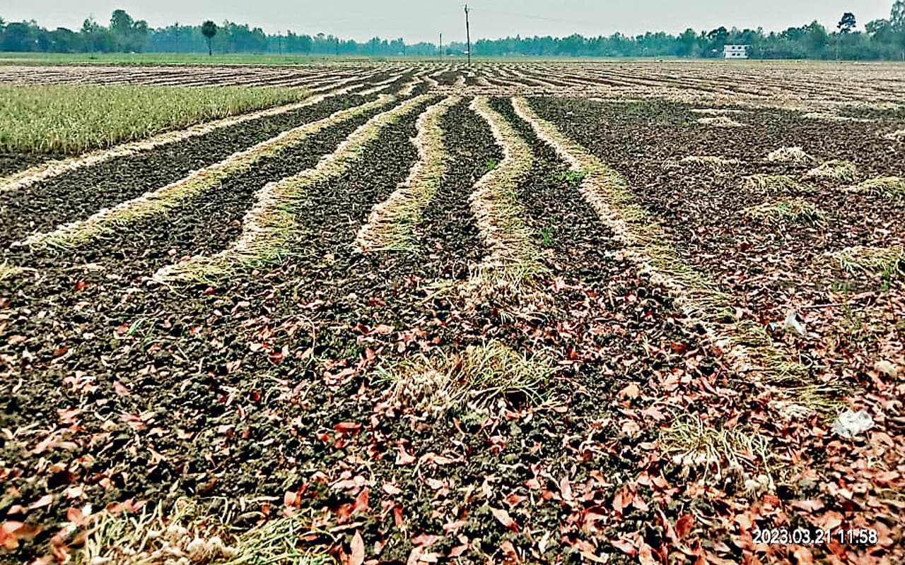 Jharkhand Weather News: बेमौसम बारिश से जनजीवन प्रभावित,साहिबगंज में कटनी के बाद खेतों में भींग गयी रबी की फसल