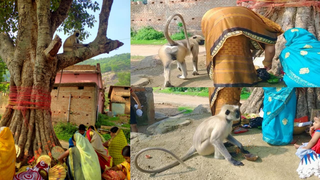 लंगूर और नन्ही सी बच्ची के बीच प्यार भरी नोक झोंक देख भर आएगा दिल, देखें Viral Video