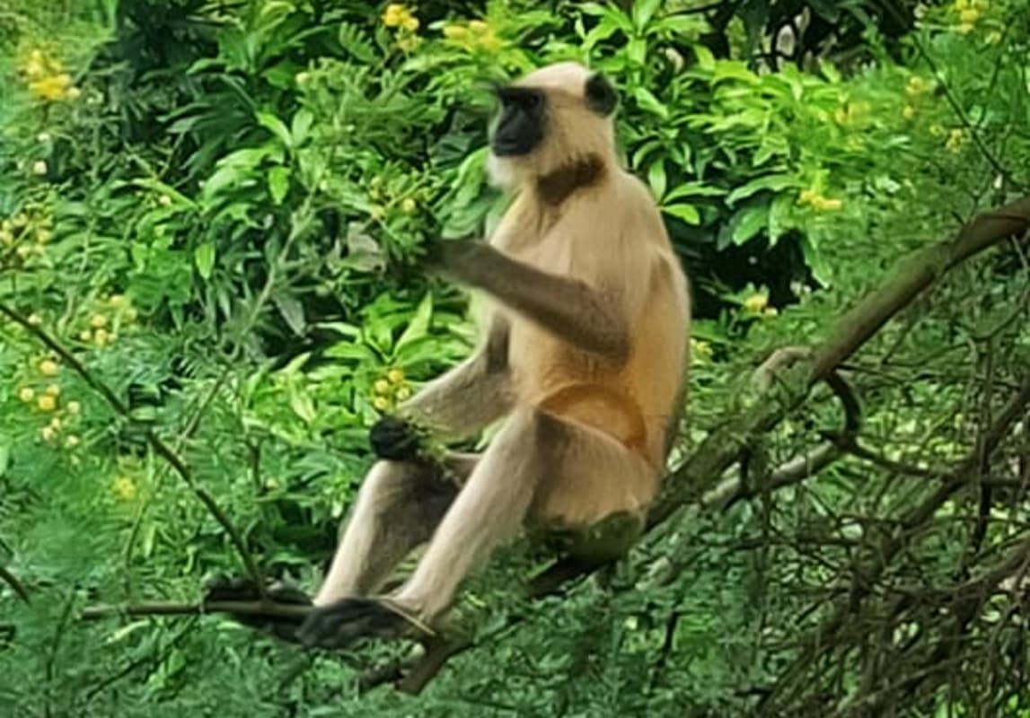 बसिया में घूम रहा लंगूर, लोग ‘हनुमान’ मानकर फल और बिस्किट का लगा रहे ‘भोग’, आप भी देखें PICS