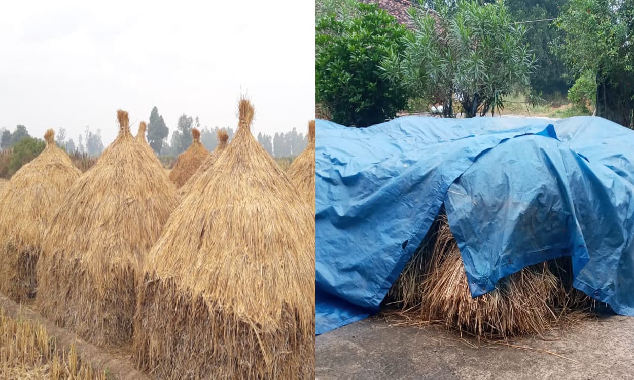 बेमौसम बारिश ने झारखंड के किसानों की बढ़ाई चिंता, हल्की बूंदा- बांदी के साथ छाये रहे बादल, पढ़ें पूरी रिपोर्ट