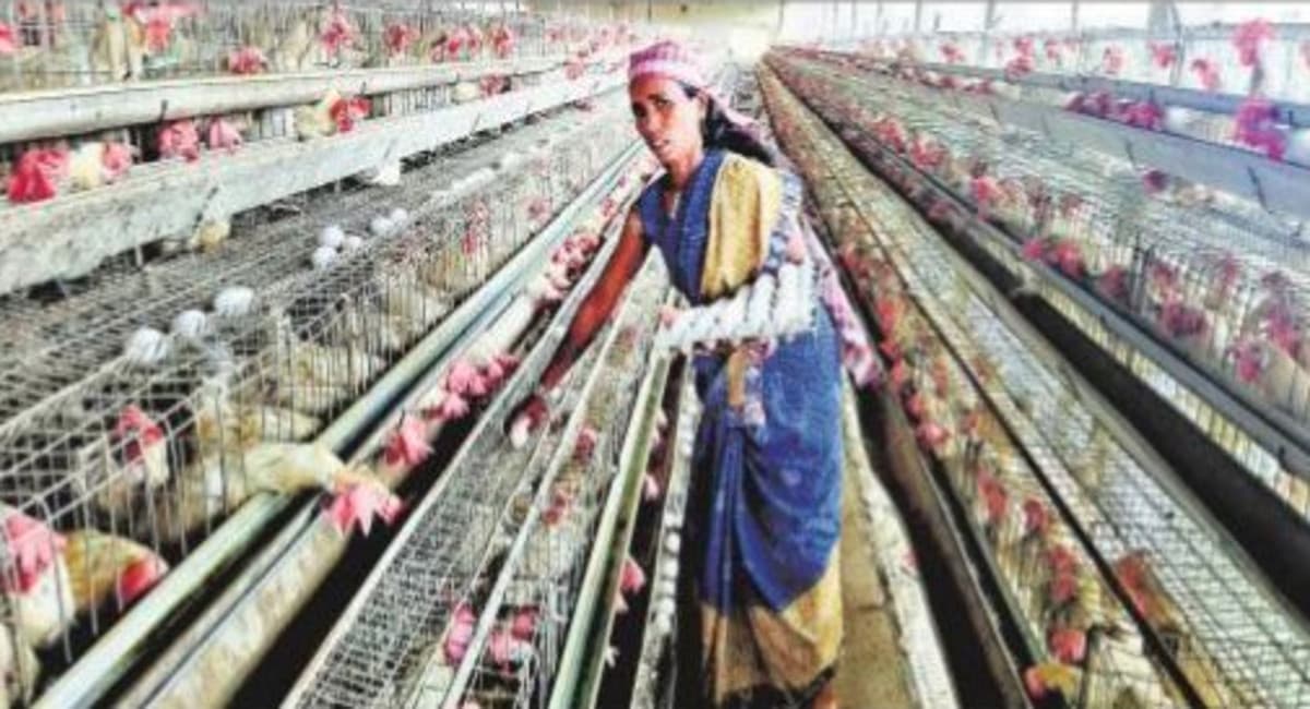 Jharkhand News : पॉल्ट्री लेयर फार्मिंग की छोटी शुरुआत से आप बन सकते हैं बड़े कारोबारी, ऐसे करें शुरुआत