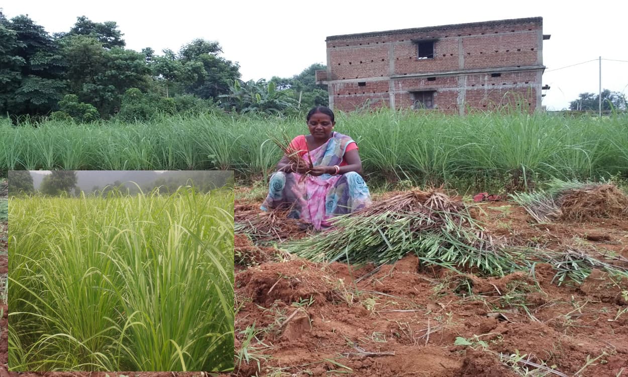 लेमन ग्रास ने झारखंड की महिलाओं की बदली जिंदगी, पीएम मोदी से मिली सराहना