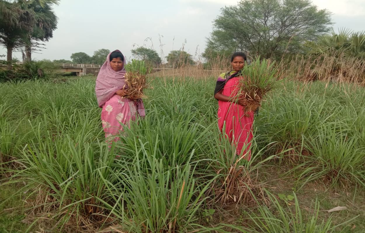 लेमन ग्रास की खेती से 2 ग्रामीण महिलाएं लाखों की कर रही आमदनी, यहां पढ़ें पूरी खबर