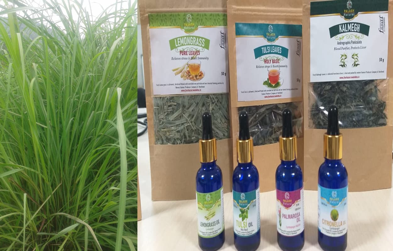 बाजार में बेहद कीमती है झारखंड के इन जिलों में पैदा होने वाली लेमन ग्रास