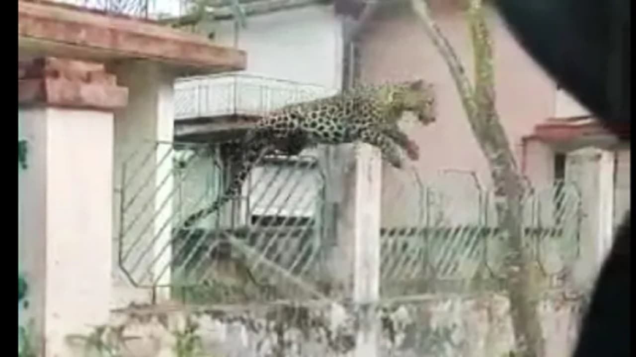 Assam News: तेंदुए के हमले में 13 लोग घायल, वायरल वीडियो में कांटेदार तार की बाड़ पर कूदते हुए आया नजर