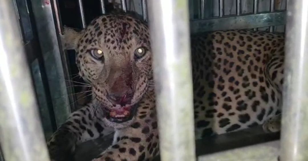 Bihar News : अररिया के गांव में घुसा चीता, हमले में दर्जन भर लोग जख्मी, जानिये कैसे आया कब्जे में