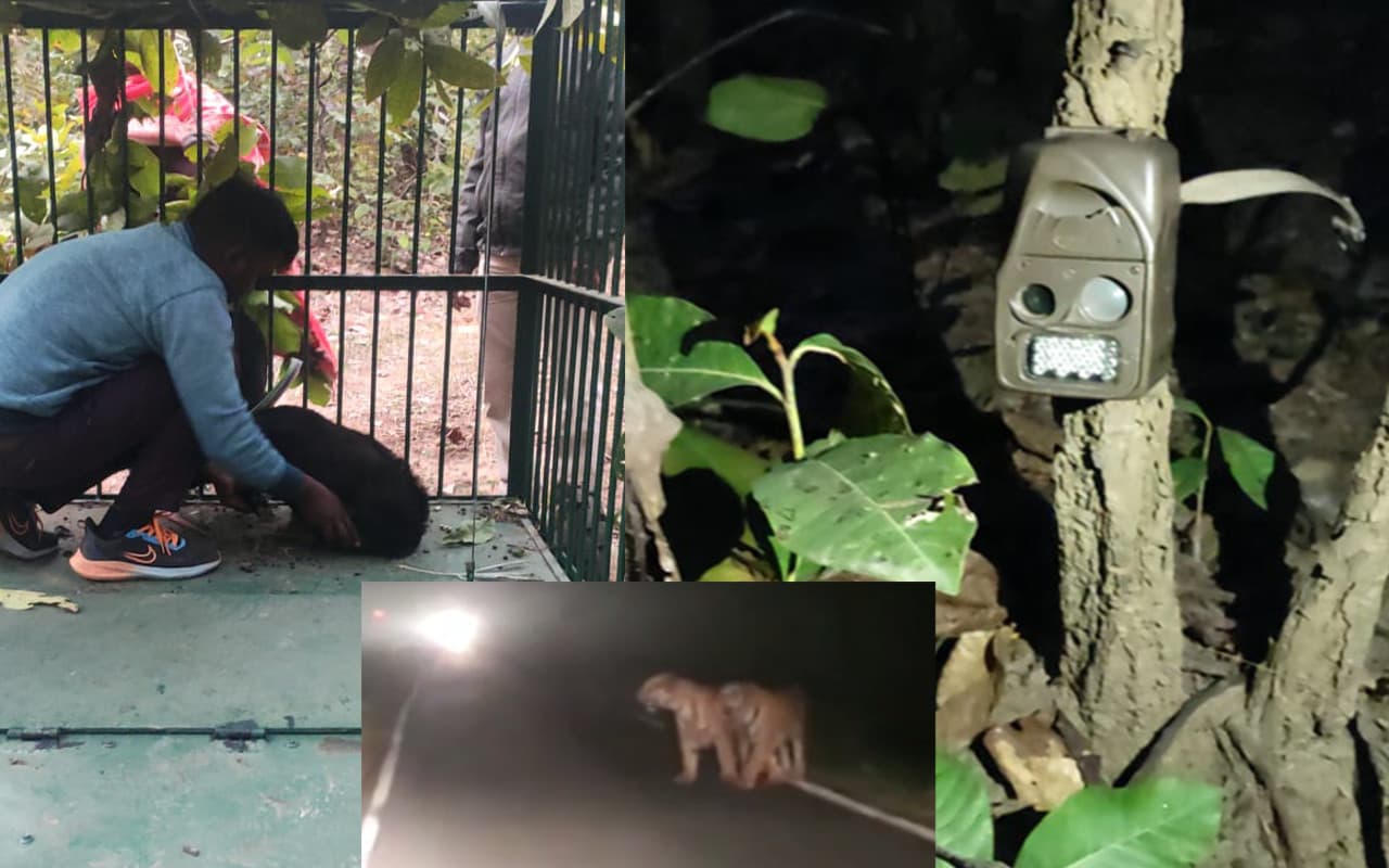 Jharkhand News: गढ़वा में नहीं थम रहा तेंदुआ का हमला, दो बाघ का वीडियो हुआ वायरल, लोगों में दहशत