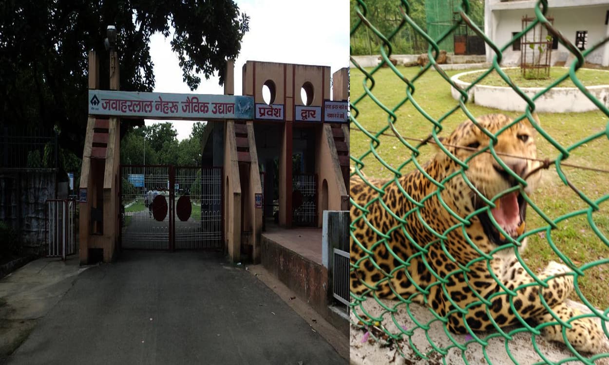 12 साल के तेंदुआ 'अक्षय' की हुई मौत, अब बोकारो में नहीं सुनाई देगी इसकी गुर्राहट