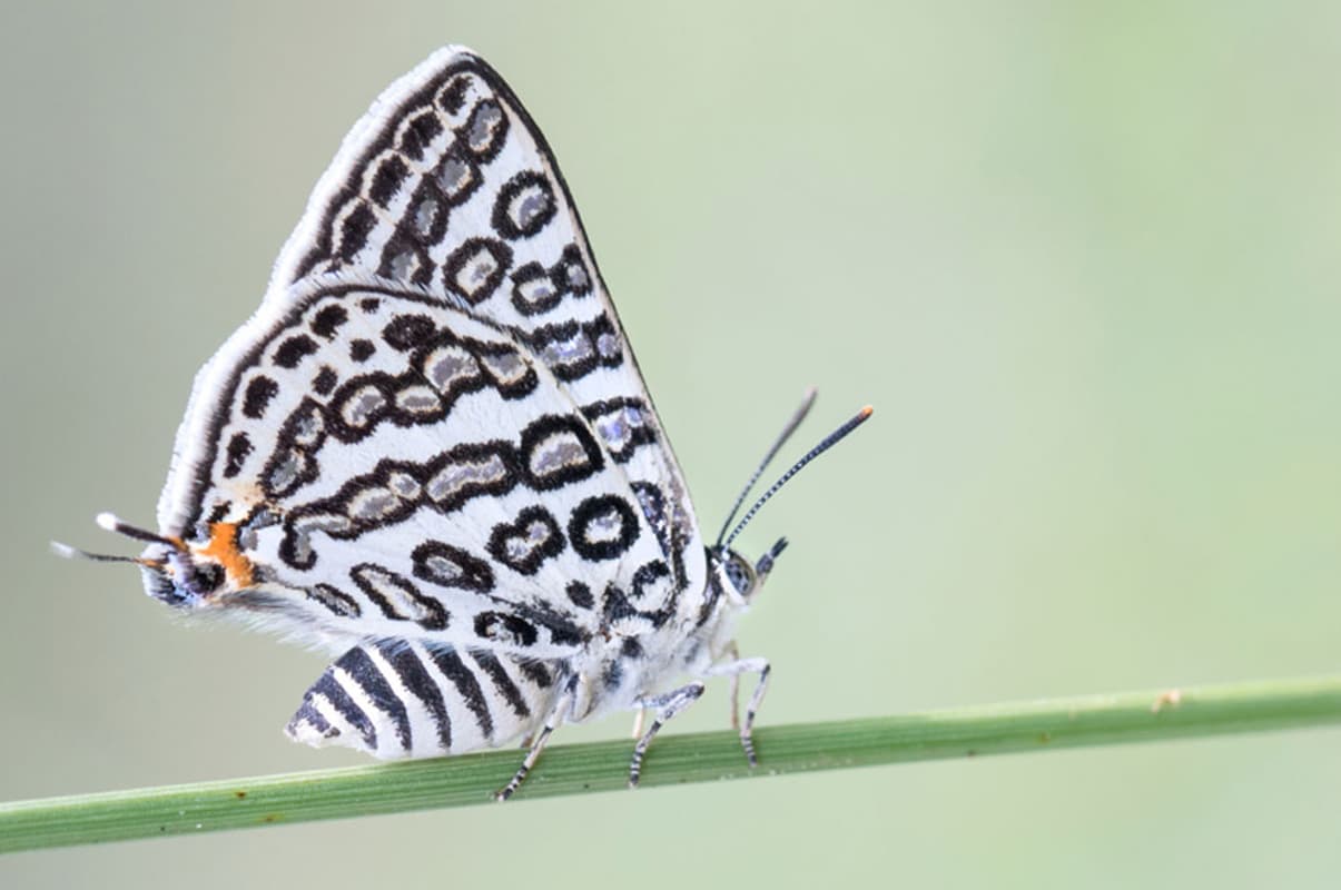 राजस्थान के कुंभलगढ़ अभयारण्य में पहली बार दिखी दुर्लभ प्रजाति की लाइलक सिल्वरलाइन तितली