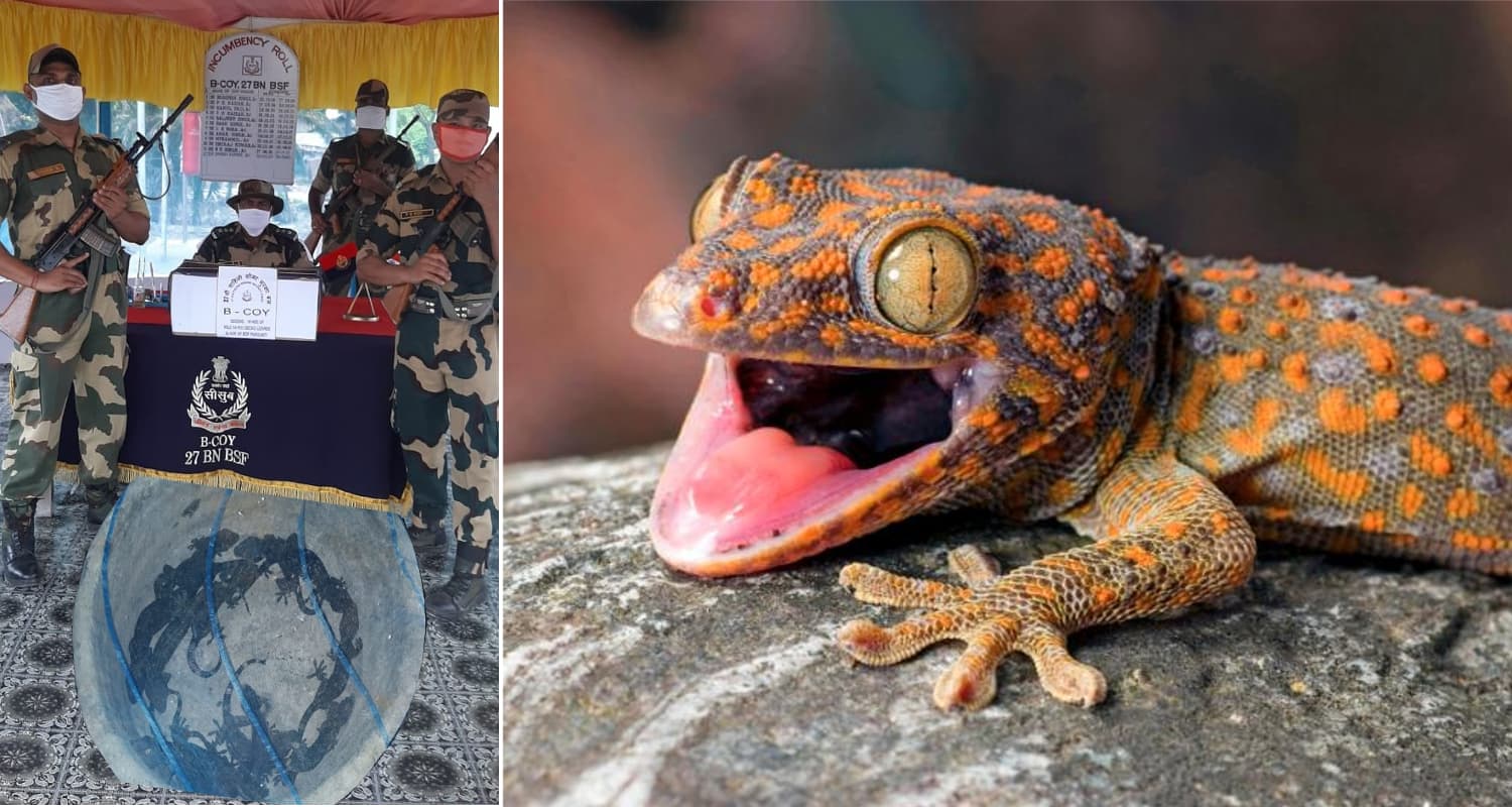 Exclusive Video : 7 करोड़ की 14 छिपकलियां! जानिए कितनी खास होती हैं ये और BSF जवानों को कहां मिलीं