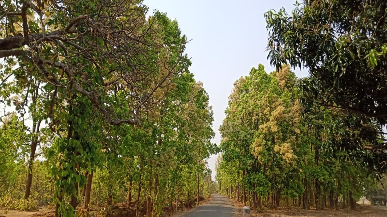 Bihar News: अस्पताल से सटा हरा पेड़ काटा तो मंत्री मंगल पांडेय तक पहुंची बात, महिला समेत 3 को भेजा जेल