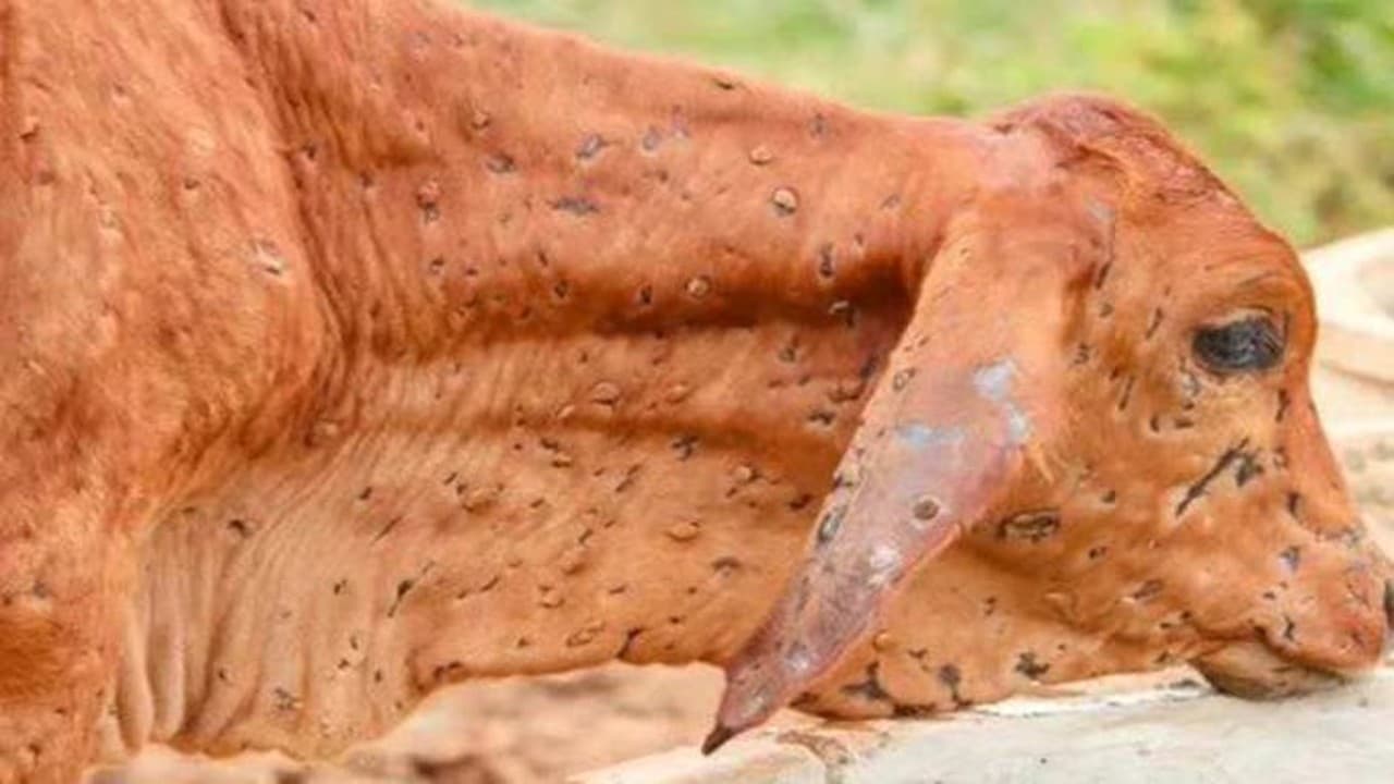 Lampi Virus: लंपी से पीड़ित पशु के दूध का सेवन करना सुरक्षित, जानें टीके की कब मिलेगी मंजूरी