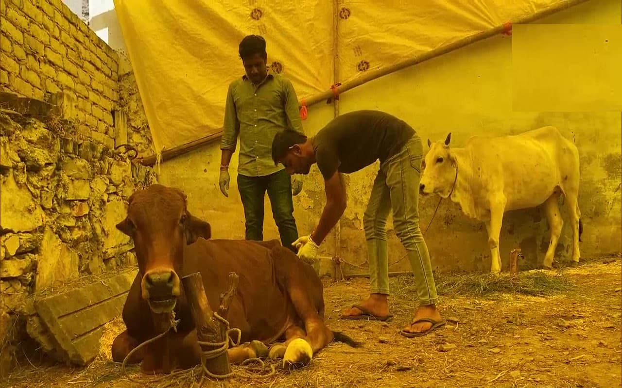 Lumpy Skin Disease: देश में तेजी से फैल रहा लंपी वायरस, मवेशी हो रहे संक्रमित, जानें क्या है लक्षण