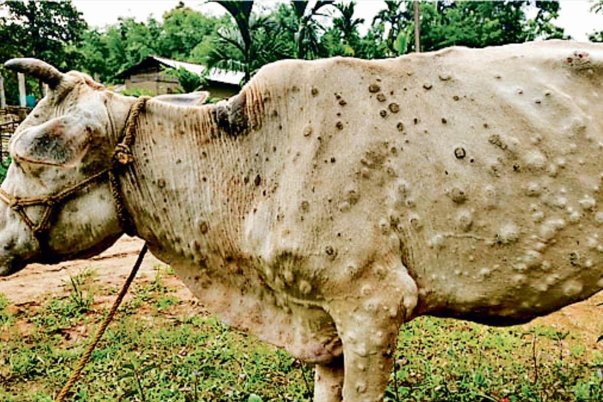 Lumpy Virus: देवघर में फिर पांव पसार रहा लंपी वायरस, जिले में वैक्सीन नहीं