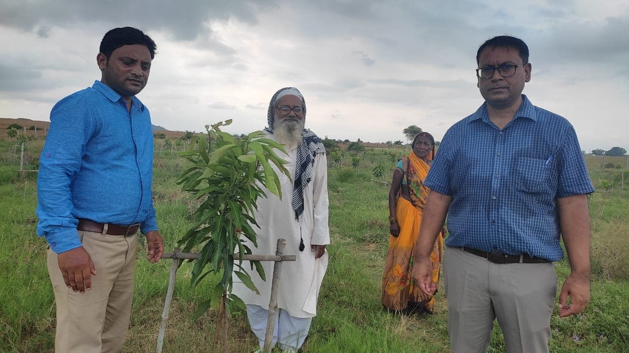 Jharkhand News : MGNREGA से की आम की बागवानी, बंजर जमीन उगलने लगी सोना, पलामू के किसानों के चेहरे खिले Jharkhand News : MGNREGA से की आम की बागवानी, बंजर जमीन उगलने लगी सोना, पलामू के किसानों के चेहरे खिले