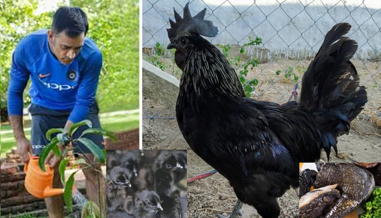 MS Dhoni Retirement Plan: पोल्ट्री फार्मिंग के मैदान में महेंद्र सिंह धौनी, झाबुआ के विनोद को दिया 2000 कड़कनाथ चूजों का ऑर्डर