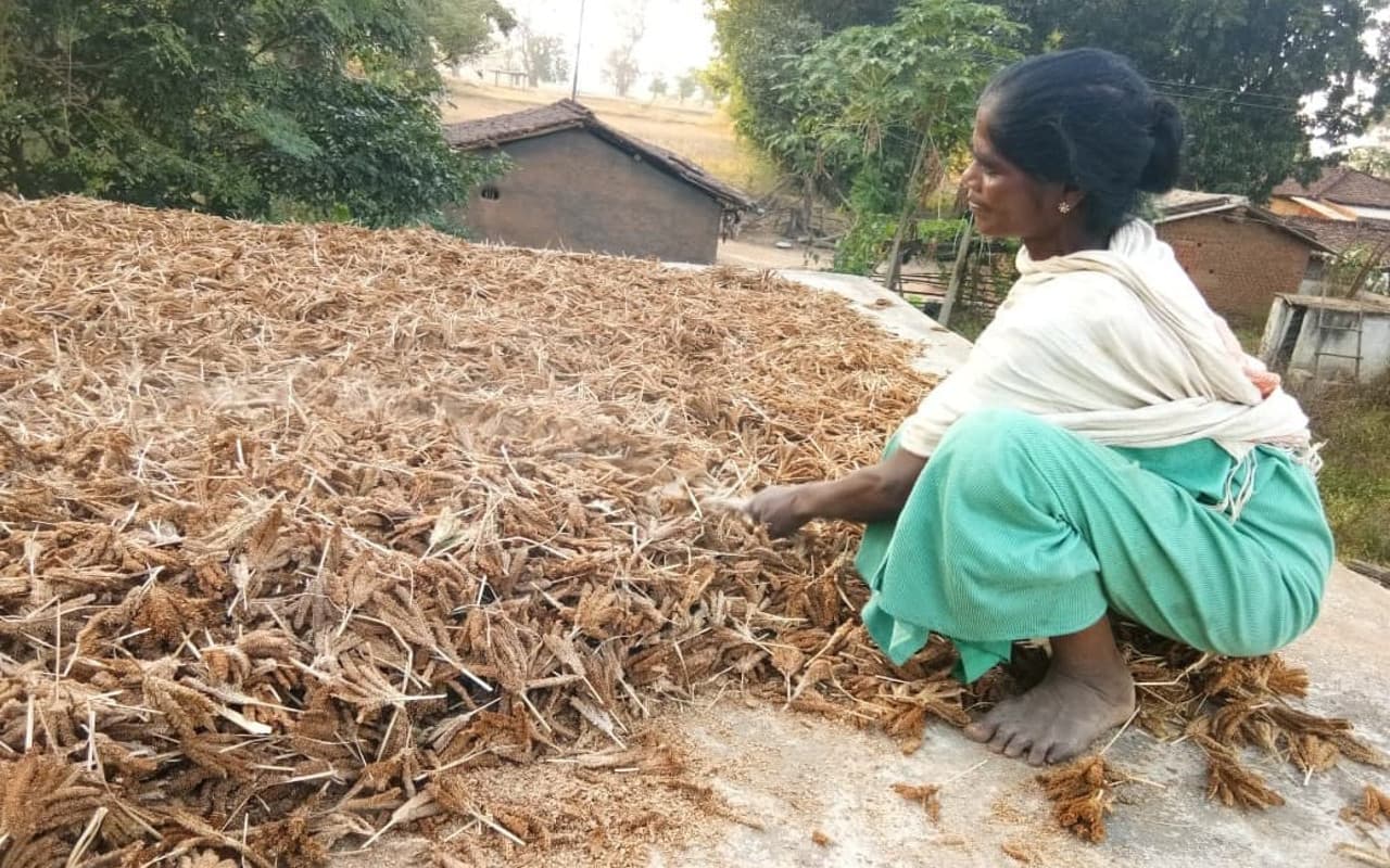 झारखंड : मड़ुवा की खेती ने बदली गुमला की तस्वीर, अब मिलेट हब के रूप में पहचाना जा रहा
