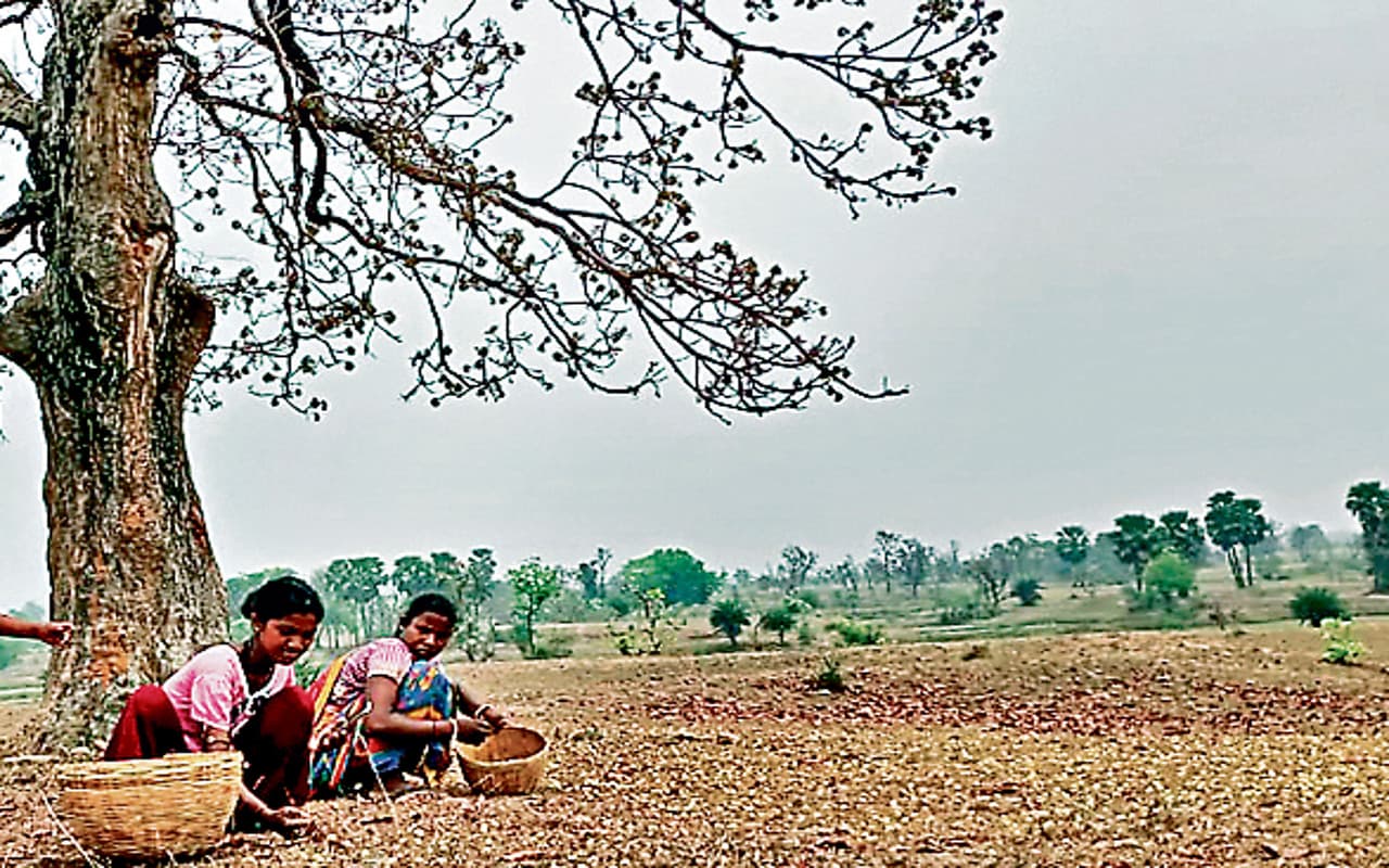 गुड न्यूज : झारखंड में वनोपज की होगी ब्रांडिंग, किसानों को मिलेंगे उचित दाम
