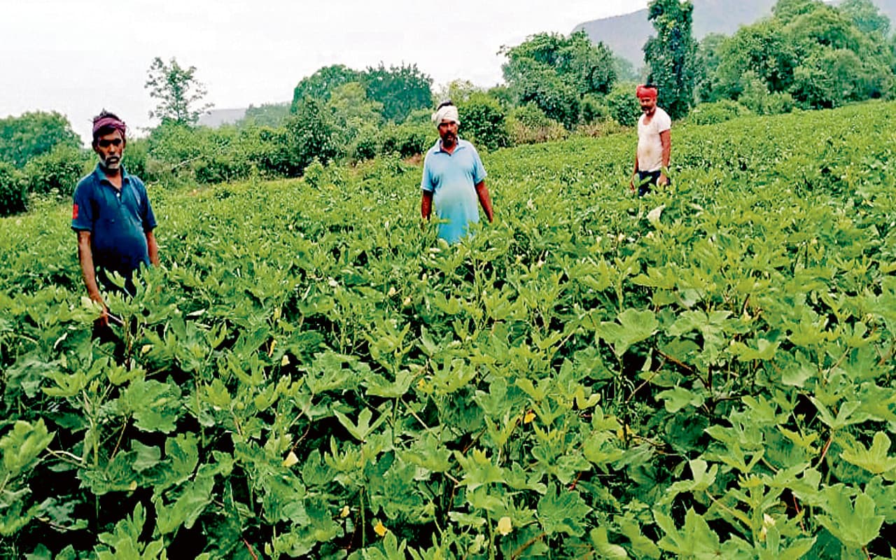 Jharkhand News: धनबाद के मलकेरा में 20 एकड़ बंजर जमीन पर सात किसानों ने लायी हरियाली, जानें कैसे