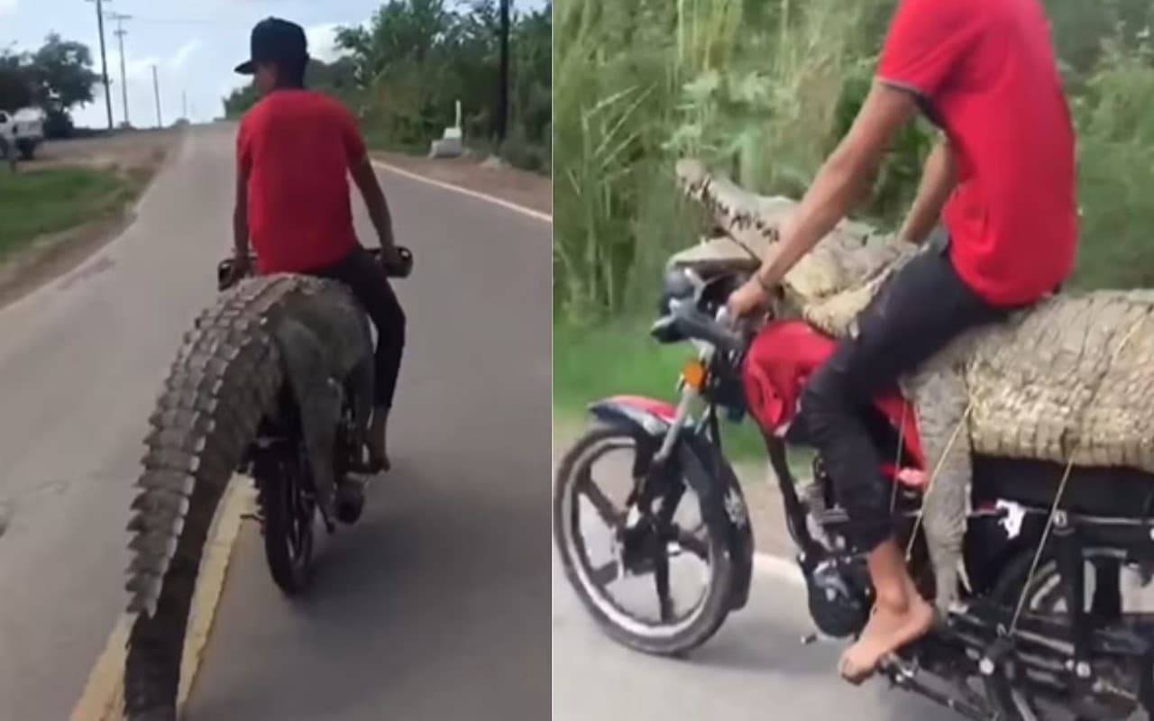 Magarmach Ka Video: मगरमच्छ को बाइक पर बांधकर उसके ऊपर बैठ गया यह आदमी, ऐसा नजारा देख हिल गए राह चलते लोग